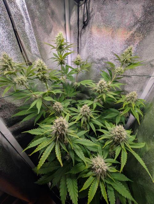 Orange Creampop Selection. Week 9