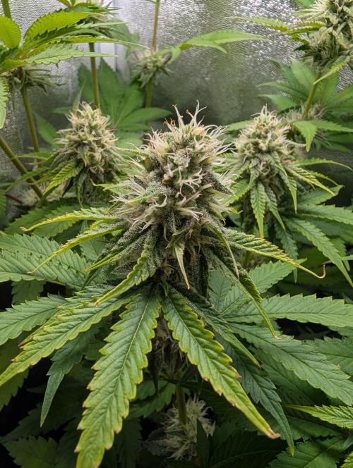 Orange Creampop Selection. Week 9