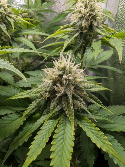 Orange Creampop Selection. Week 9