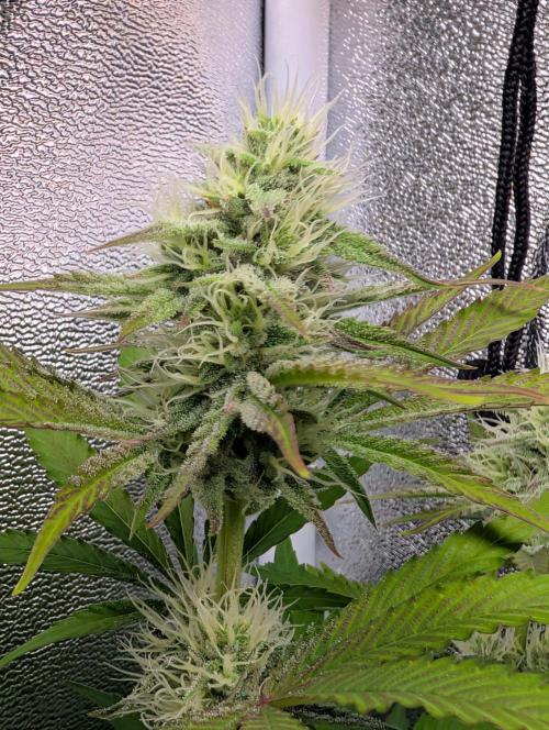 Orange Creampop Selection. Week 9