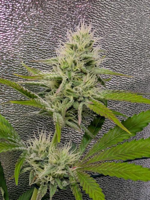 Orange Creampop Selection. Week 9