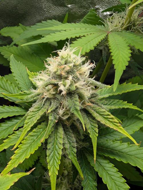 Orange Creampop Selection. Week 9