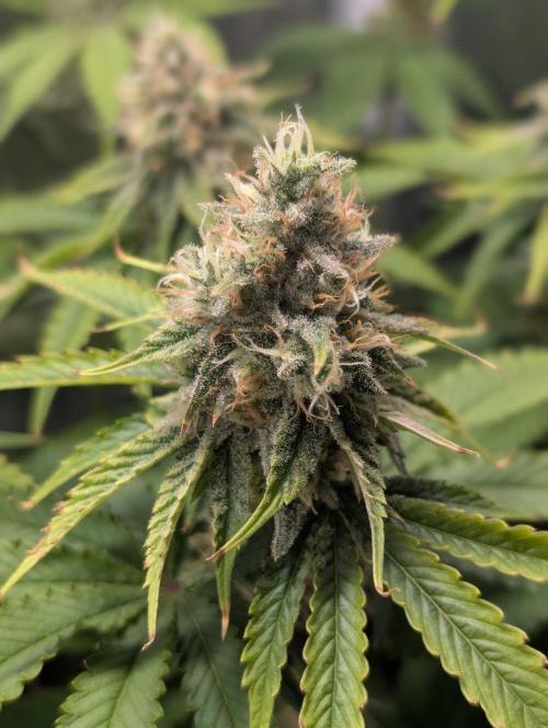 Orange Creampop Selection. Week 10
