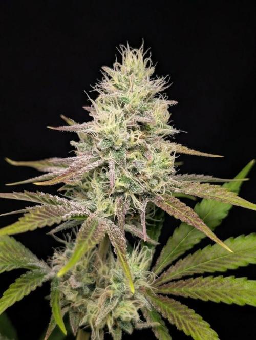 Humboldt Seed Company - Orange Creampop by Green_Zyphoria