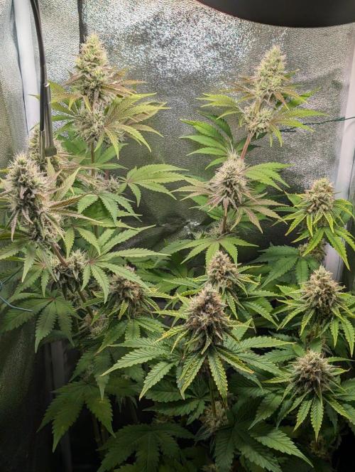 Orange Creampop Selection. Week 10