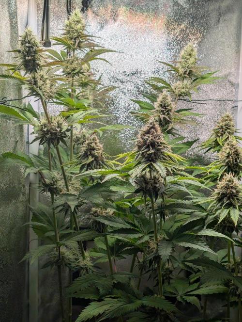 Orange Creampop Selection. Week 10