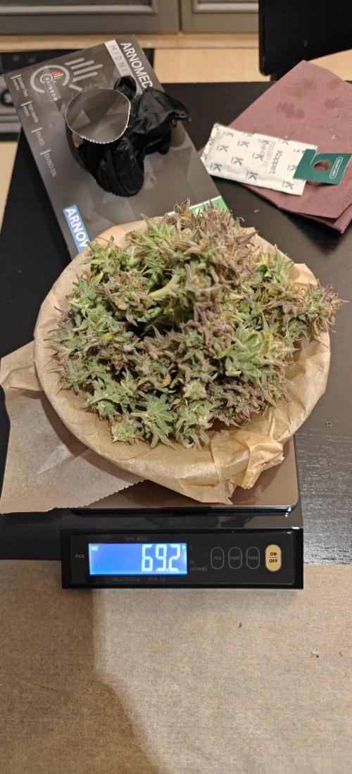 First time grow. Week 10