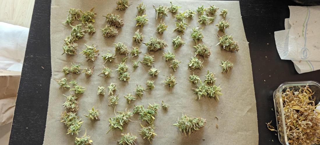 First time grow. Week 10