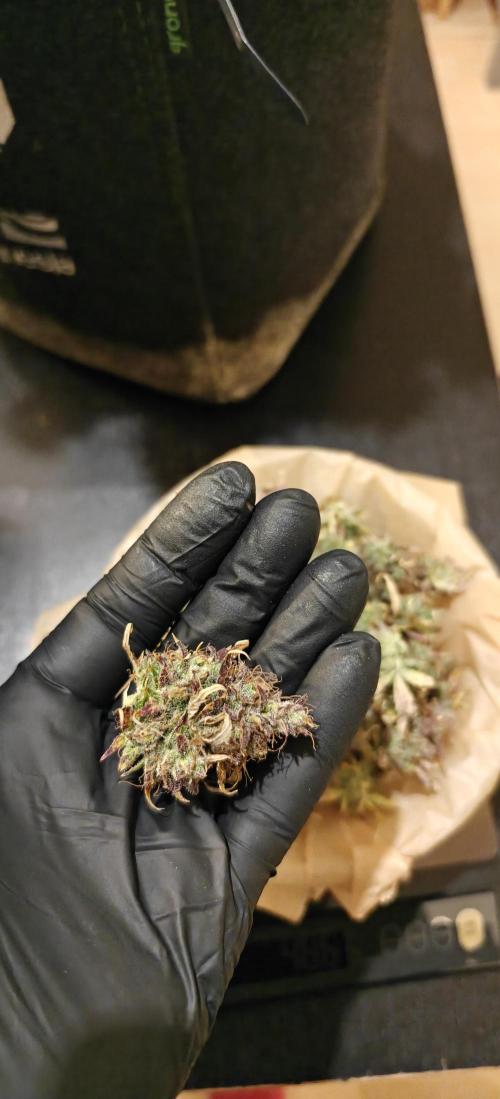 First time grow. Week 10