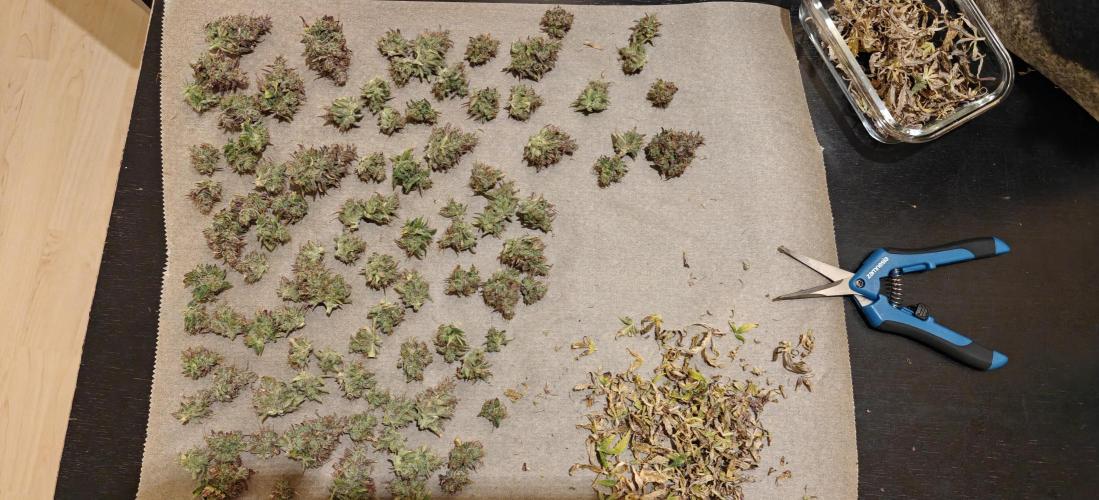 First time grow. Week 10