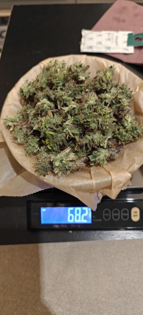 First time grow. Week 10