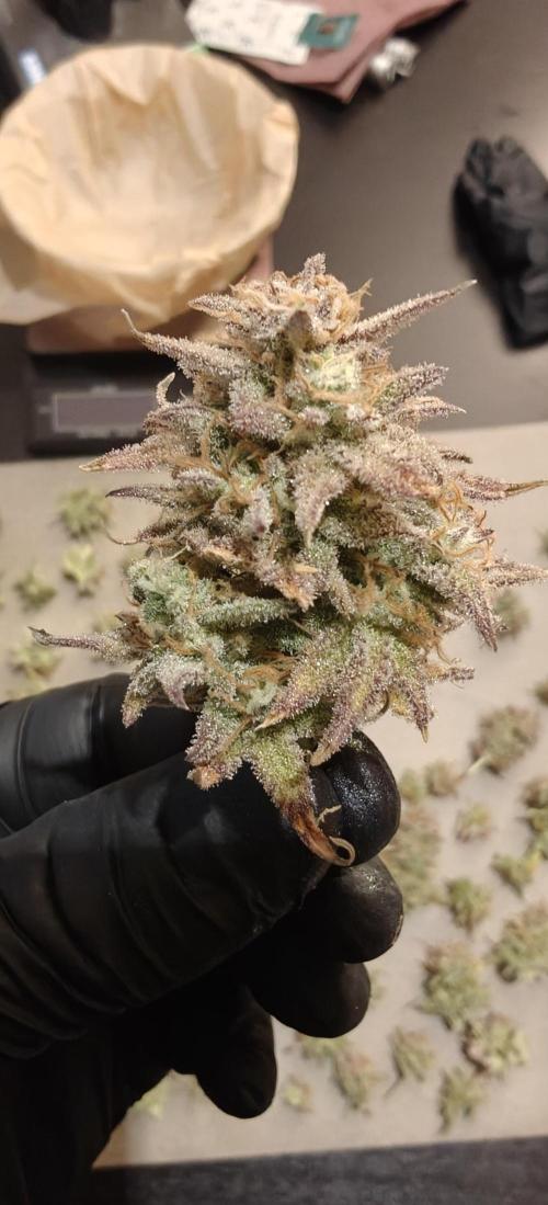 First time grow. Week 10