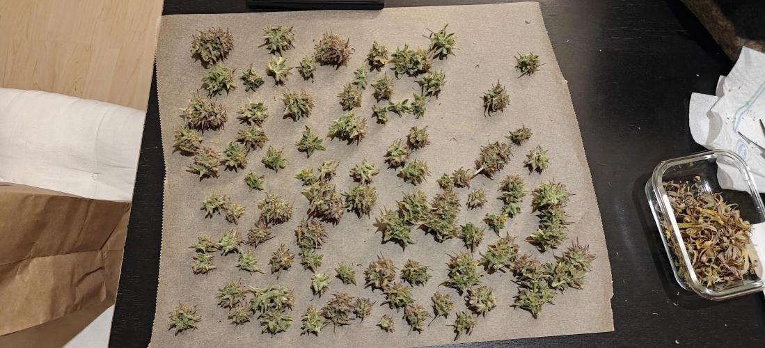 First time grow. Week 10