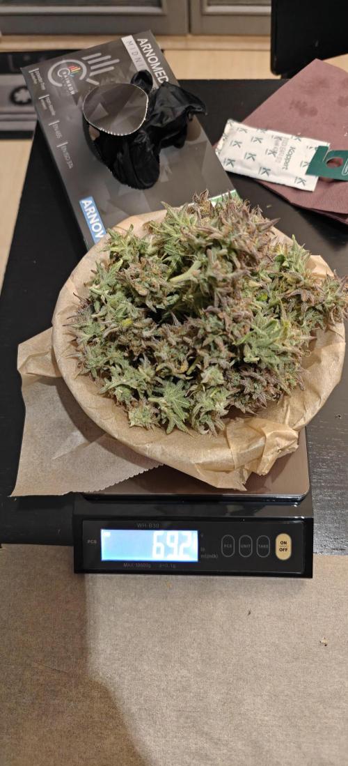 First time grow. Week 10