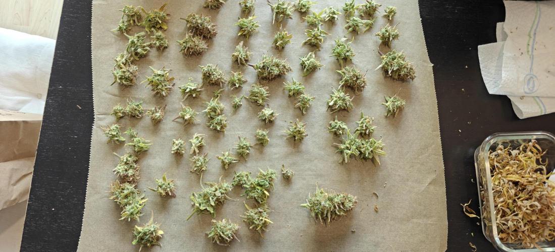 First time grow. Week 10