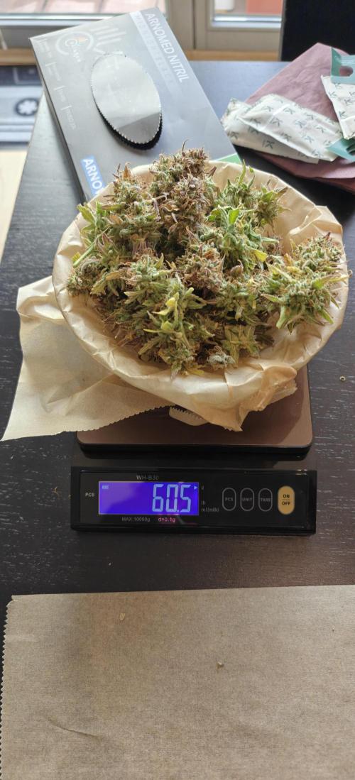 First time grow. Week 10