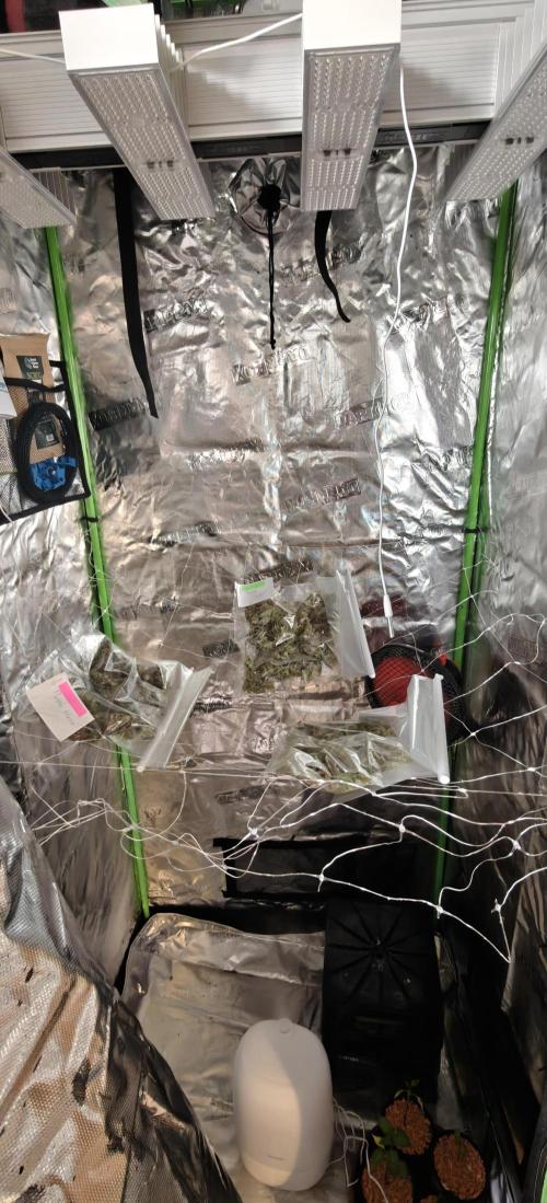 First time grow. Week 10