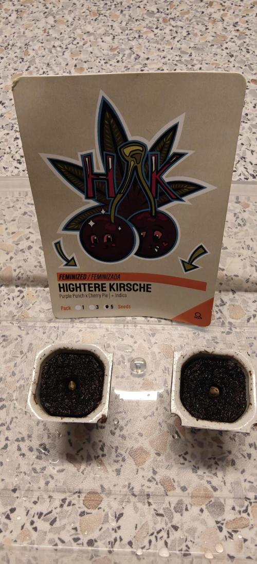 First Photo grow | Hightere Kirsche 🍒. Week 0