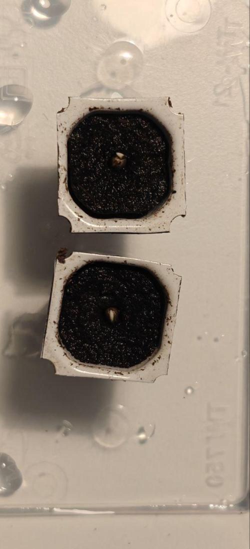 First Photo grow | Hightere Kirsche 🍒. Week 1 - 2/2 successful germination :)