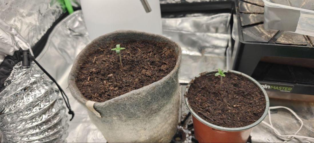 First Photo grow | Hightere Kirsche 🍒. Week 1