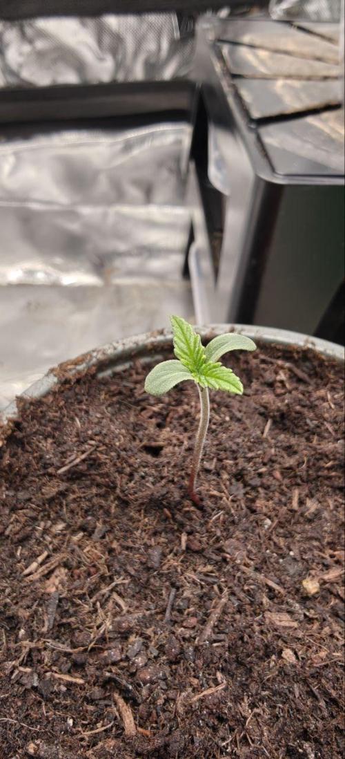 First Photo grow | Hightere Kirsche 🍒. Week 1 - Hightere Kirsche #2