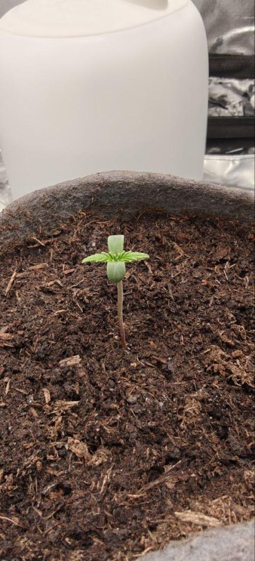 First Photo grow | Hightere Kirsche 🍒. Week 1 - Hightere Kirsche #1