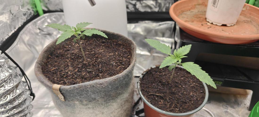 First Photo grow | Hightere Kirsche 🍒. Week 2 - Hightere Kirsche #2 is definitely catching up to #1