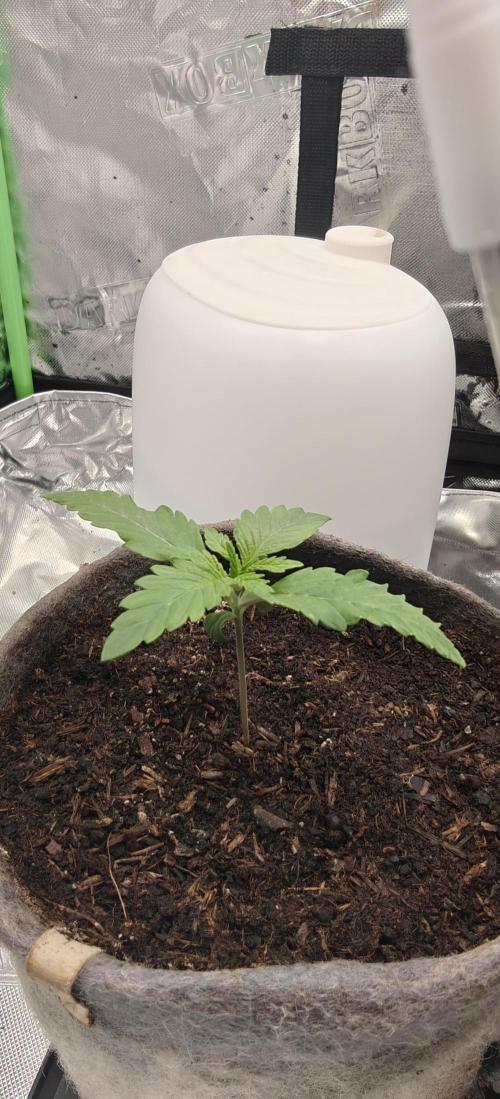 First Photo grow | Hightere Kirsche 🍒. Week 2 - Hightere Kirsche #1
