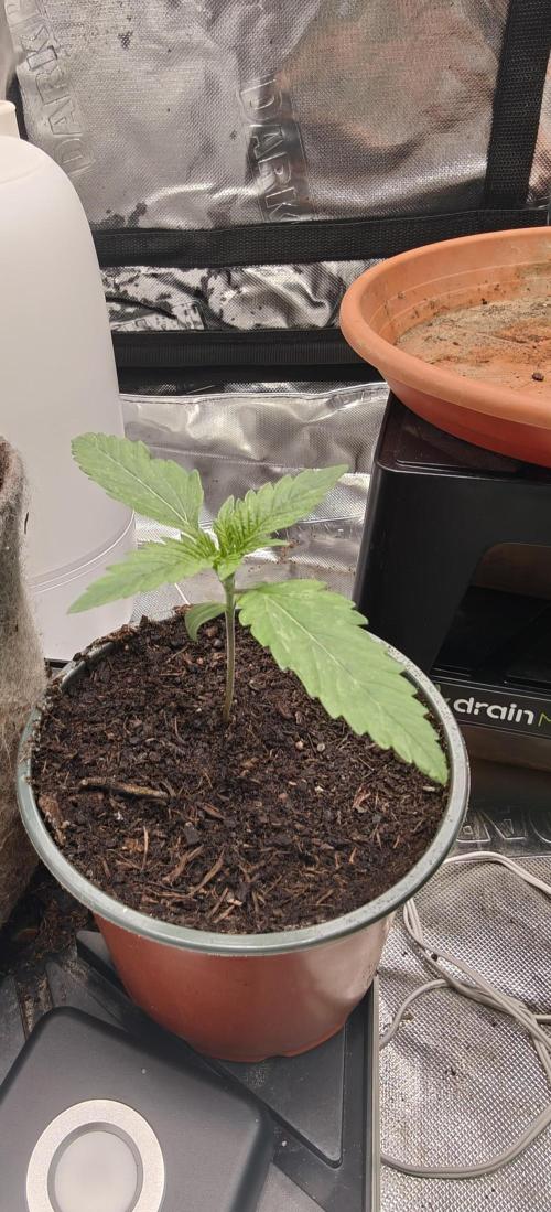 First Photo grow | Hightere Kirsche 🍒. Week 2 - Hightere Kirsche #2