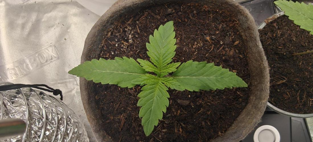 First Photo grow | Hightere Kirsche 🍒. Week 2 - Hightere Kirsche #1