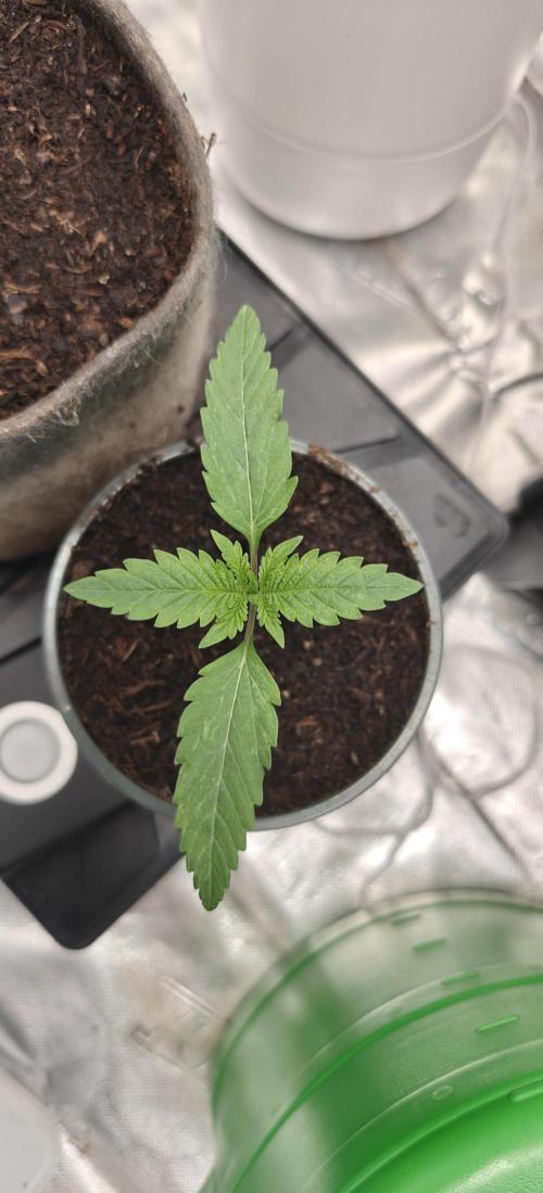 First Photo grow | Hightere Kirsche 🍒. Week 2 - Hightere Kirsche #2