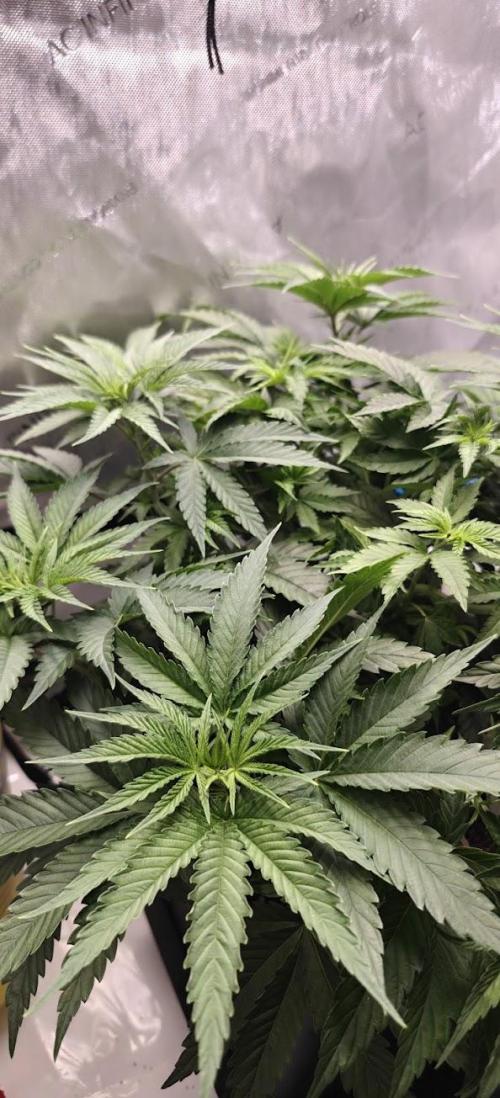 1st Reg Gamble - Doja Seeds Neon Wormz. Week 4