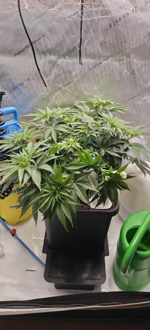 1st Reg Gamble - Doja Seeds Neon Wormz. Week 4
