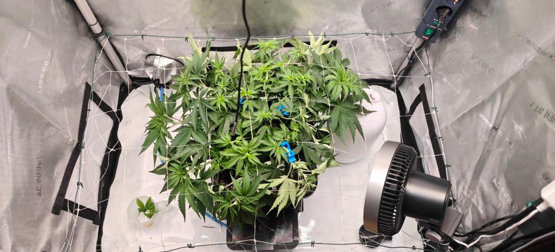 1st Reg Gamble - Doja Seeds Neon Wormz. Week 4