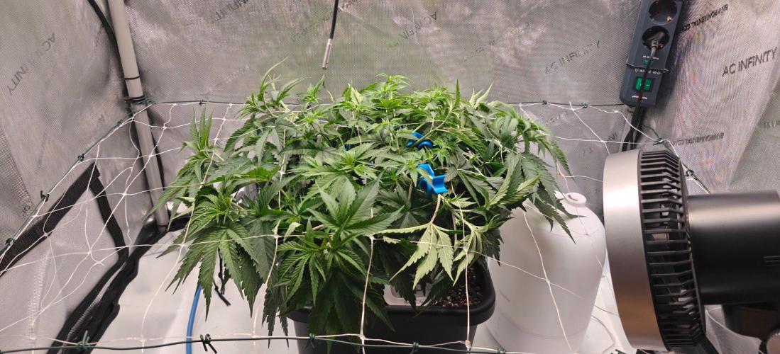 1st Reg Gamble - Doja Seeds Neon Wormz. Week 4