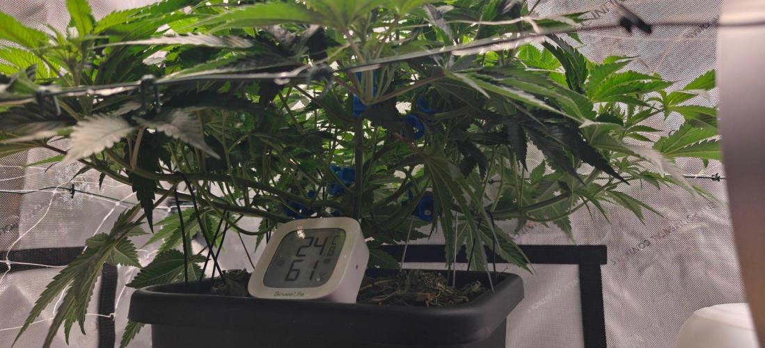 1st Reg Gamble - Doja Seeds Neon Wormz. Week 5