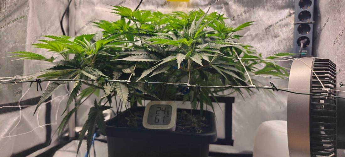 1st Reg Gamble - Doja Seeds Neon Wormz. Week 5