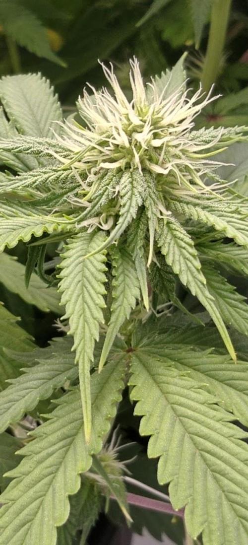1st Reg Gamble - Doja Seeds Neon Wormz. Week 8