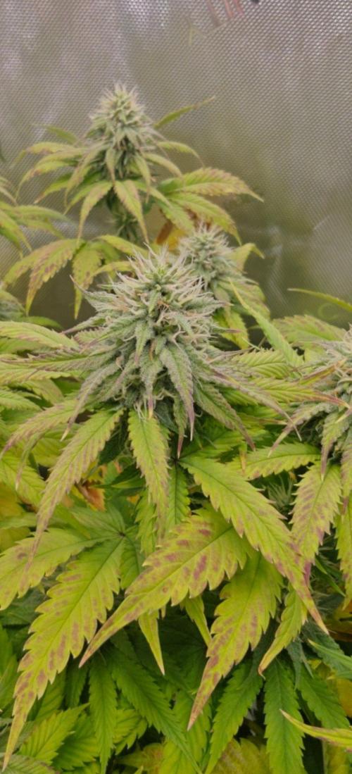 1st Reg Gamble - Doja Seeds Neon Wormz. Week 9
