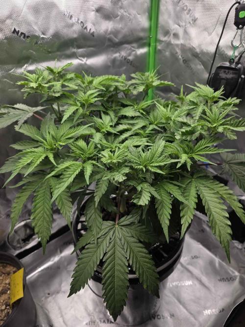 First (Successful) Hydro Grow. Week 6