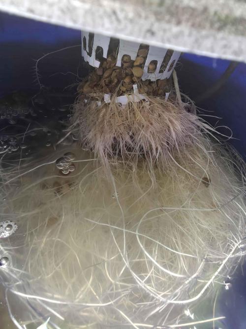 First (Successful) Hydro Grow. Week 6 - right after the net pot broke.