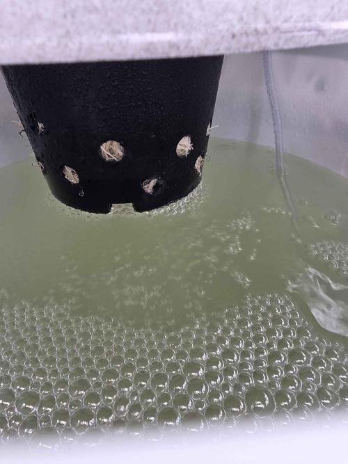 First (Successful) Hydro Grow. Week 6 - new bucket. right after transplanting.