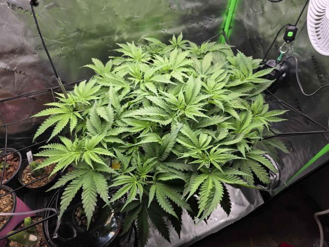 First (Successful) Hydro Grow. Week 7