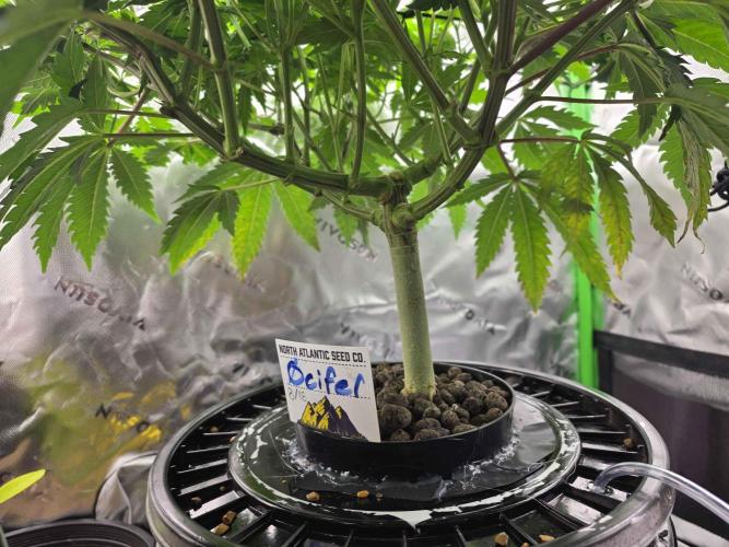 First (Successful) Hydro Grow. Week 7