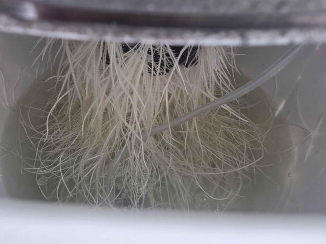 First (Successful) Hydro Grow. Week 7 - roots 1 week after transplant.