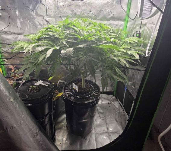 First (Successful) Hydro Grow. Week 8