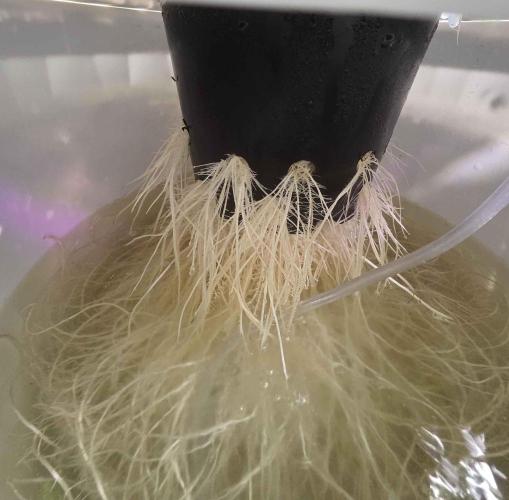 First (Successful) Hydro Grow. Week 8 - root