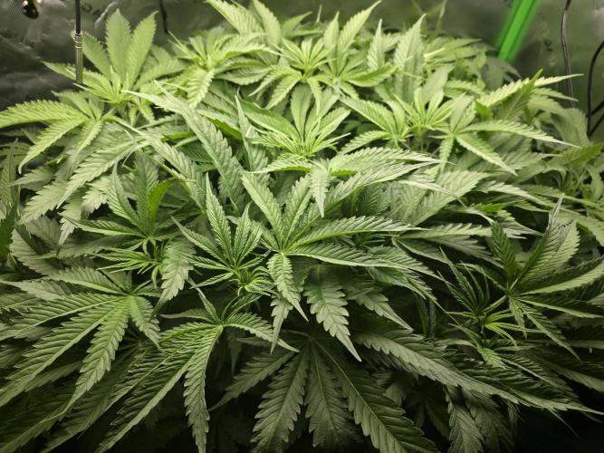 First (Successful) Hydro Grow. Week 9