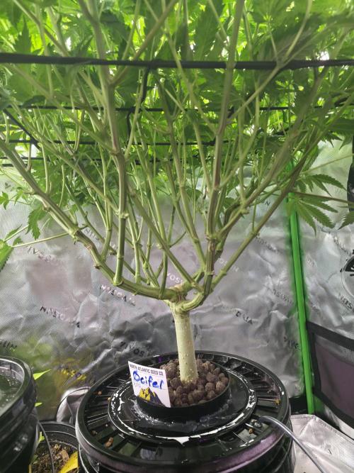 First (Successful) Hydro Grow. Week 9