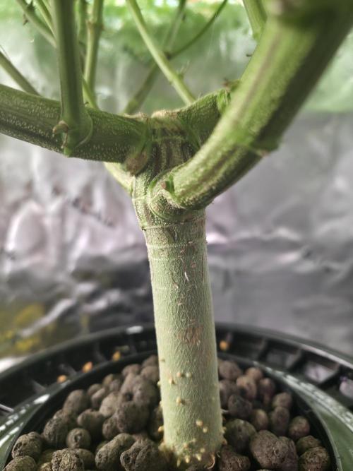 First (Successful) Hydro Grow. Week 9 - tree trunk